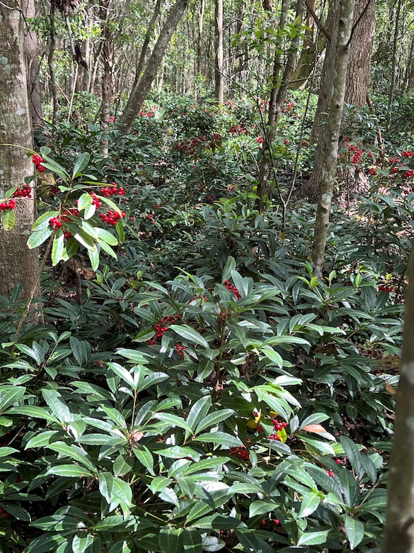 Dense coral ardisia monoculture that has developed around the University of North Florida nature area. The entire understory is dominated by the invasive plant as indicated, not only by the bright red berries but the lush green leaves as well.  Left uncontrolled, invasive plants, like the coral ardisia overcrowd and smother native plants and not allowing them to thrive in their native habitat. (U.S. Army Corps of Engineers photo by Jessica Spencer, Biologist)