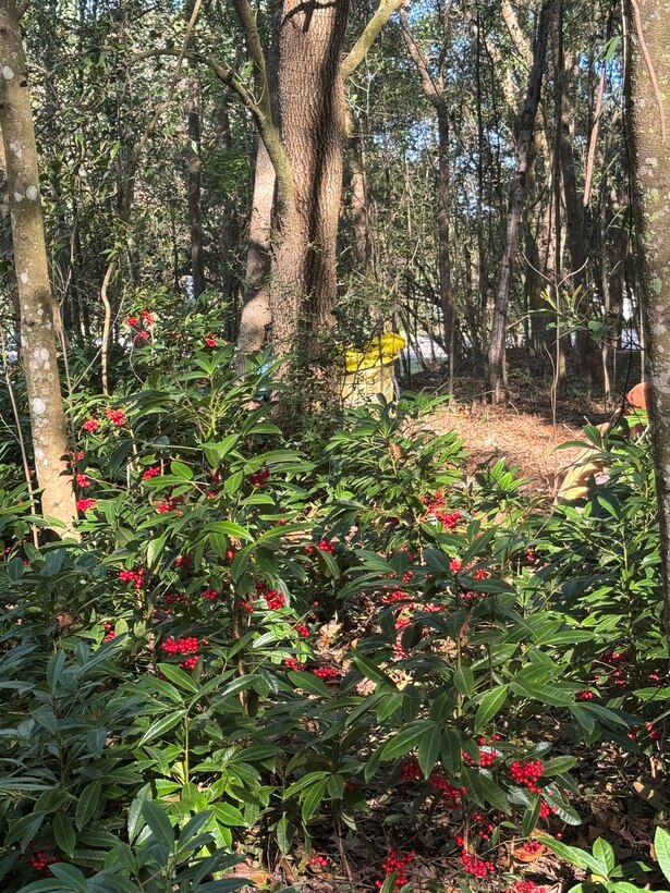 Although volunteers were able to wrangle the invasive coral ardisia around the University of North Florida’s campus, there is still much to be done. Wrangling non-native plants are a year-round effort, which is why outreach events such as the Weed Wrangle are very important in helping slow the spread of these aggressive plants. (U.S. Army Corps of Engineers photo by Jessica Spencer, Biologist)