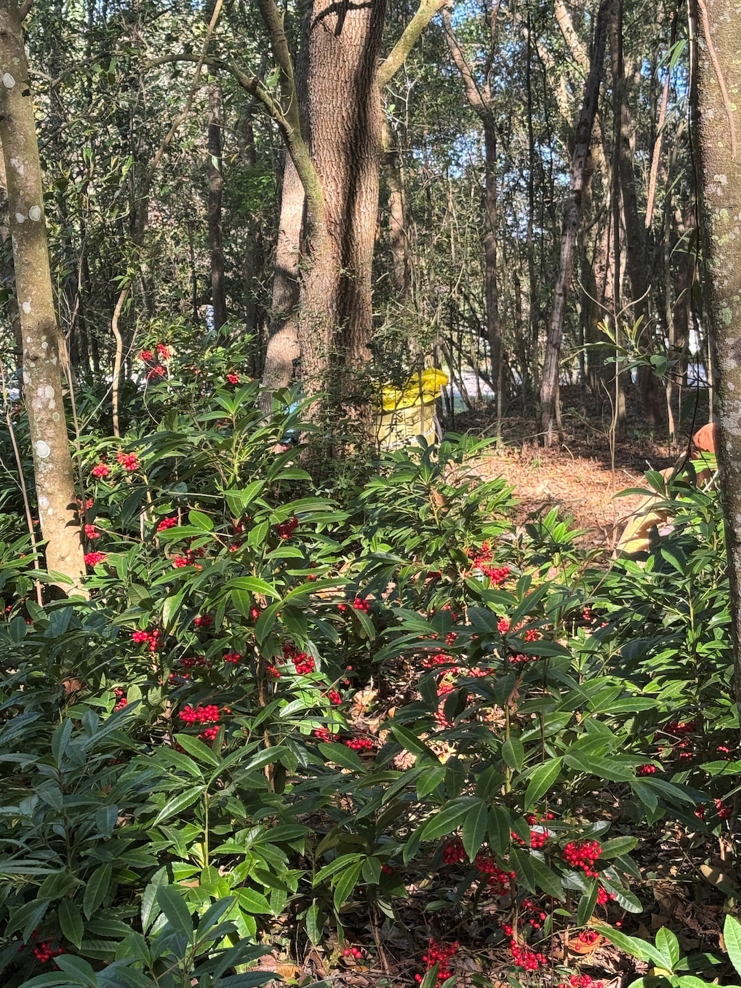 Although volunteers were able to wrangle the invasive coral ardisia around the University of North Florida’s campus, there is still much to be done. Wrangling non-native plants are a year-round effort, which is why outreach events such as the Weed Wrangle are very important in helping slow the spread of these aggressive plants. (U.S. Army Corps of Engineers photo by Jessica Spencer, Biologist)