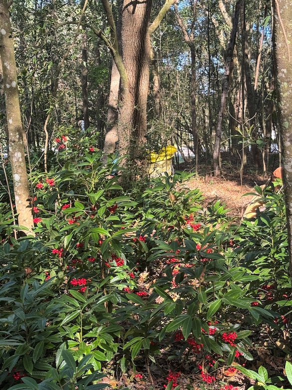 Although volunteers were able to wrangle the invasive coral ardisia around the University of North Florida’s campus, there is still much to be done. Wrangling non-native plants are a year-round effort, which is why outreach events such as the Weed Wrangle are very important in helping slow the spread of these aggressive plants. (U.S. Army Corps of Engineers photo by Jessica Spencer, Biologist)