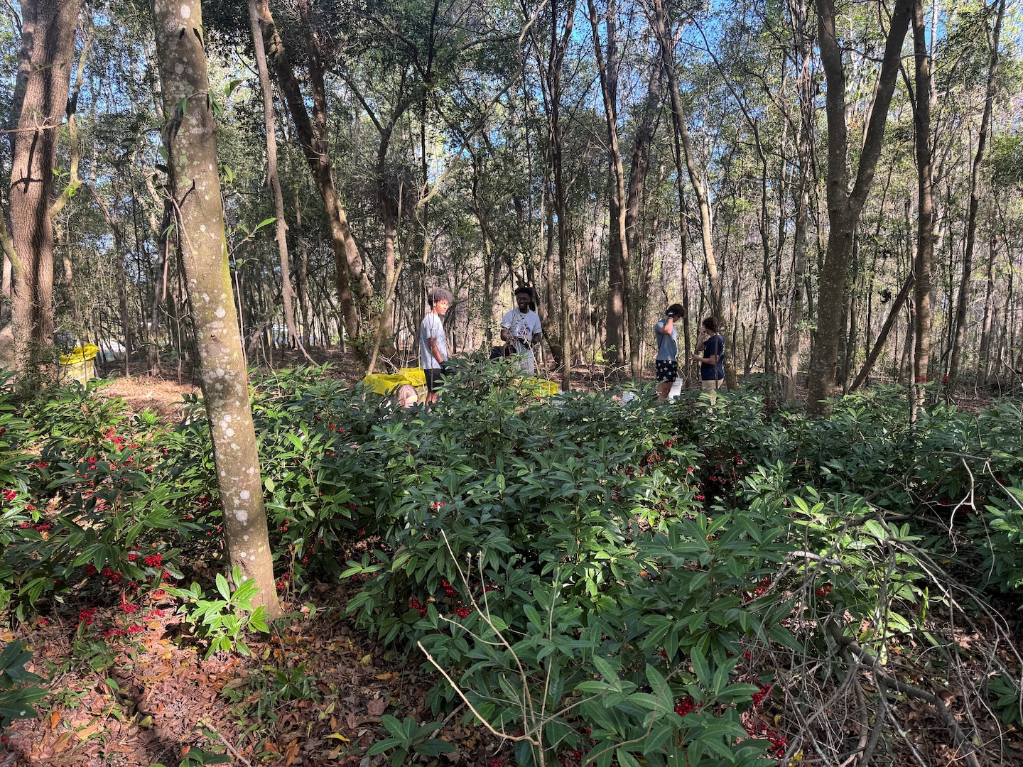 Volunteers work to remove the invasive coral ardisia from the nature areas around the University of North Florida. Left uncontrolled, invasive plants, like the coral ardisia overcrowd and smother native plants and not allowing them to thrive in their native habitat. (U.S. Army Corps of Engineers photo by Jessica Spencer, Biologist)