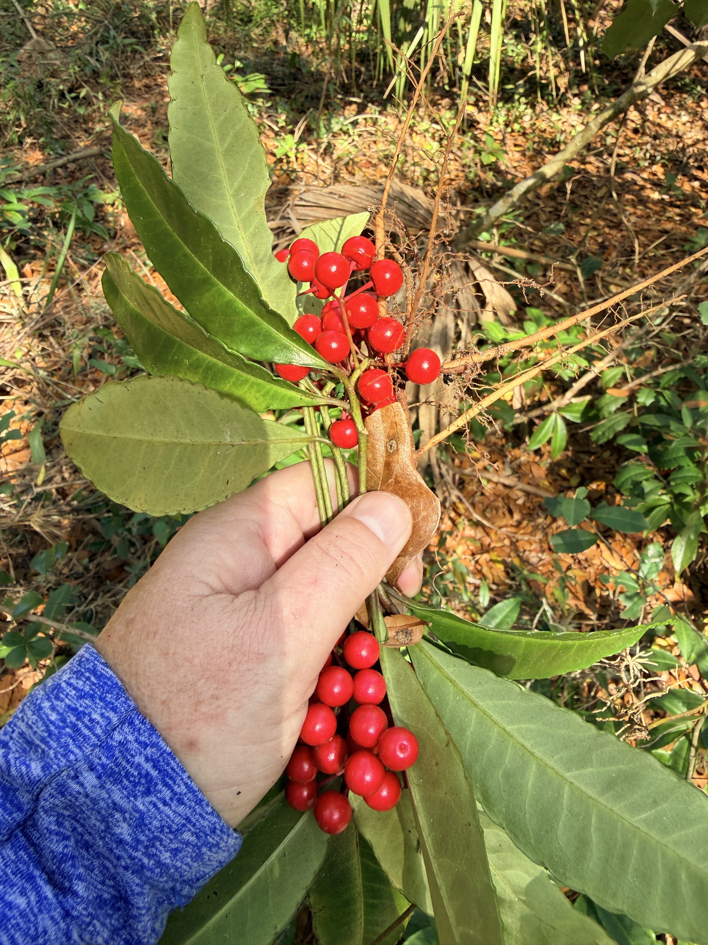 Wrangling Weeds one Invasive Plant at a time > Jacksonville District >  Jacksonville District News Stories