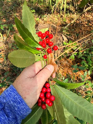 A native box turtle emerges from his home on the grounds of the Tree Hill Nature Center. Box turtles, like this one, greatly benefit from the removal of invasive plants, like the coral ardisia, that push out native plants and other items that the turtle depends on for food and shelter.