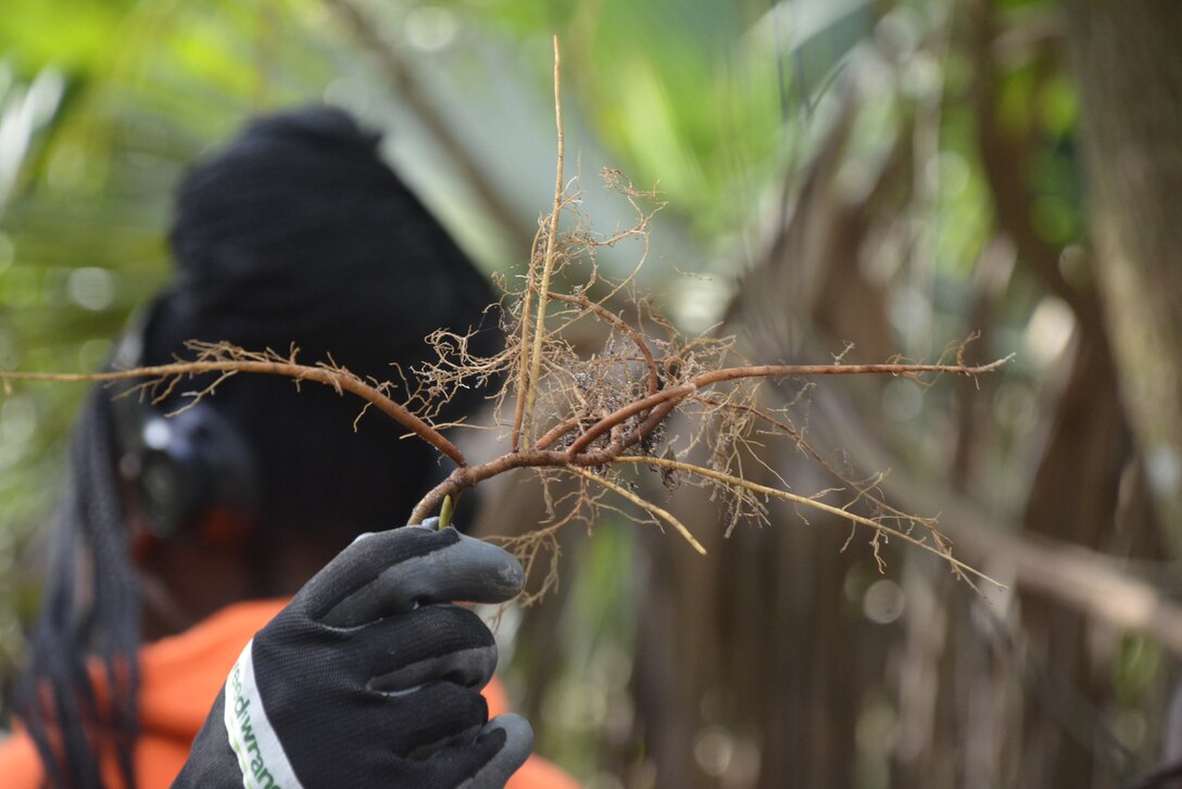 The long, tough, branching root system of the invasive coral ardisia makes larger plants difficult to remove by hand, but it still needs removed because it forms dense layers that push out the native plants from their natural habitat.