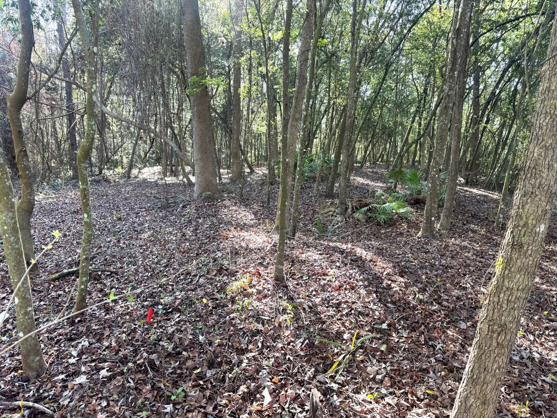 All in a day’s work. Cleared understory tells the tale of volunteer efforts in removing the invasive coral ardisia from a nature area on the campus of the University of North Florida. This area was previously overrun with the invasive red-berried coral ardisia, which choked out native plants, however, with these removal efforts, the understory is now open and space has been created for the native species to start colonizing. (U.S. Army Corps of Engineers photo by Jessica Spencer, Biologist)