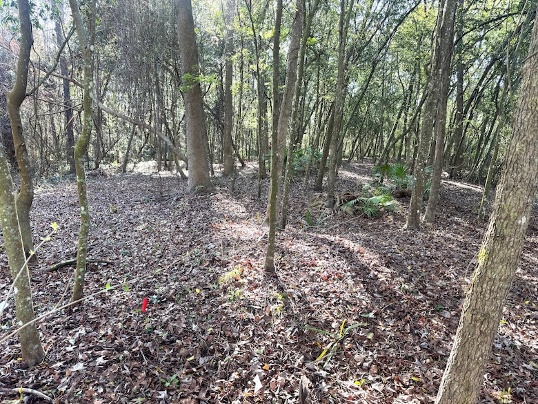 All in a day’s work. Cleared understory tells the tale of volunteer efforts in removing the invasive coral ardisia from a nature area on the campus of the University of North Florida. This area was previously overrun with the invasive red-berried coral ardisia, which choked out native plants, however, with these removal efforts, the understory is now open and space has been created for the native species to start colonizing. (U.S. Army Corps of Engineers photo by Jessica Spencer, Biologist)