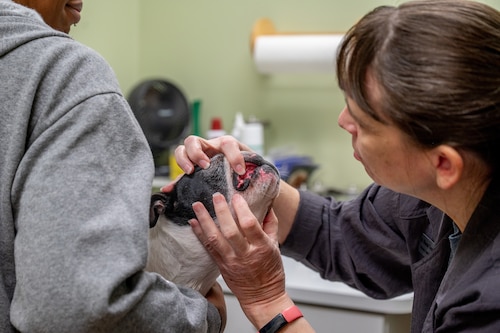 A dog gets examined by a Maxwell Air Force Base veterinarian.