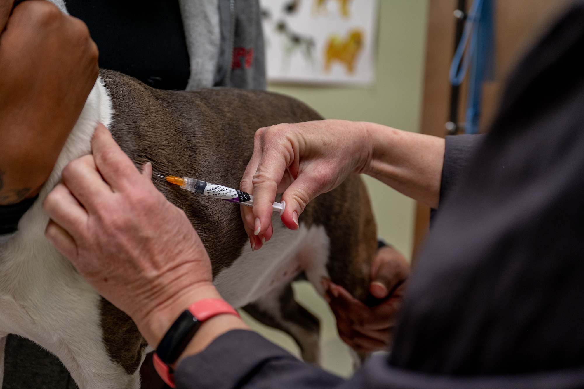 A Maxwell Air Force Base veterinarian administers medication to a dog.