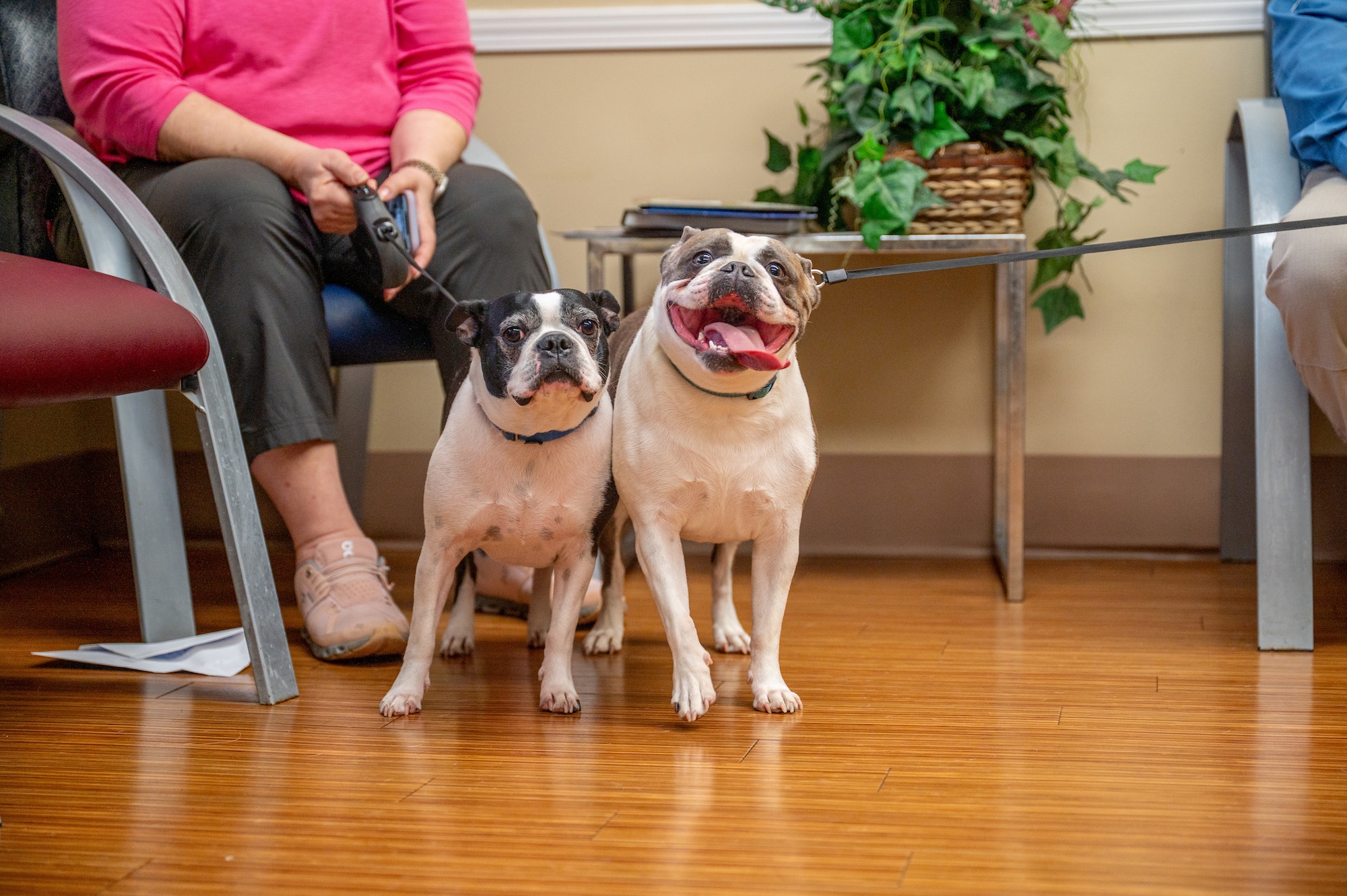 Two dogs lean against each other inside a veterinary clinic.
