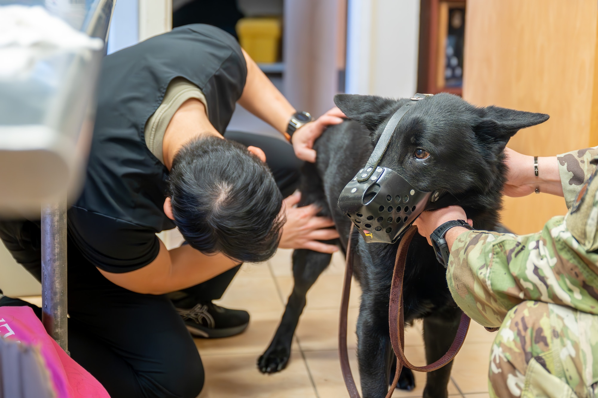 U.S. Air Force military working dog, a German Shepherd, stands as a U.S. Army veterinary technician, examines them during a routine check-up at Maxwell Air Force Base.