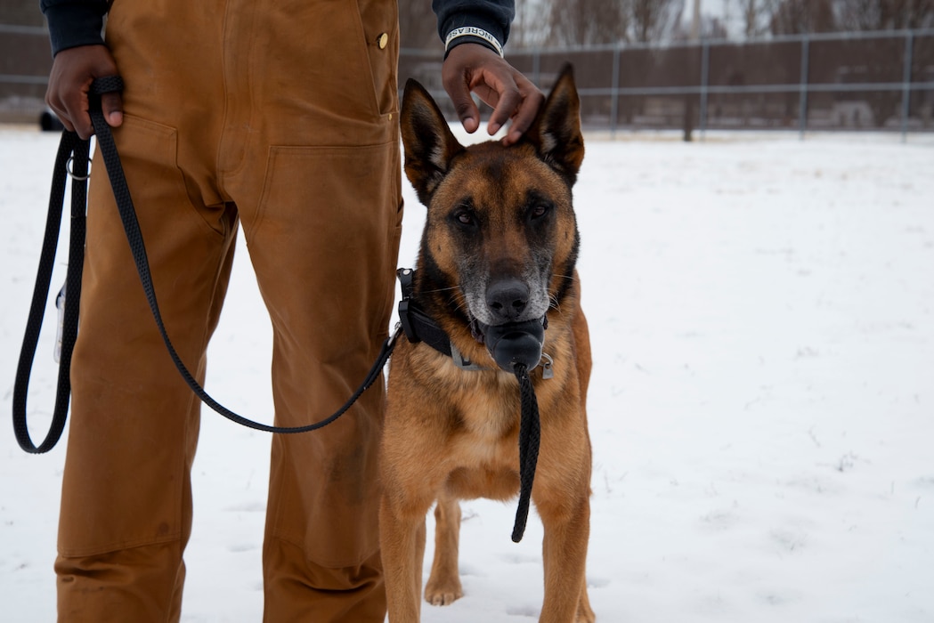 Military Working Dog Bulit holds a toy in his mouth and poses in the snow.