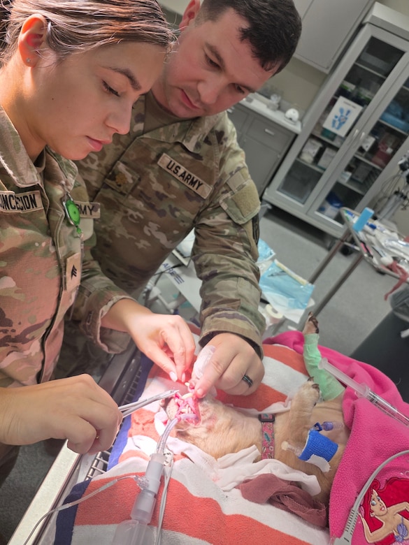 VRA, Hawaii Animal Health Branch Leads the Way with Dental Operations