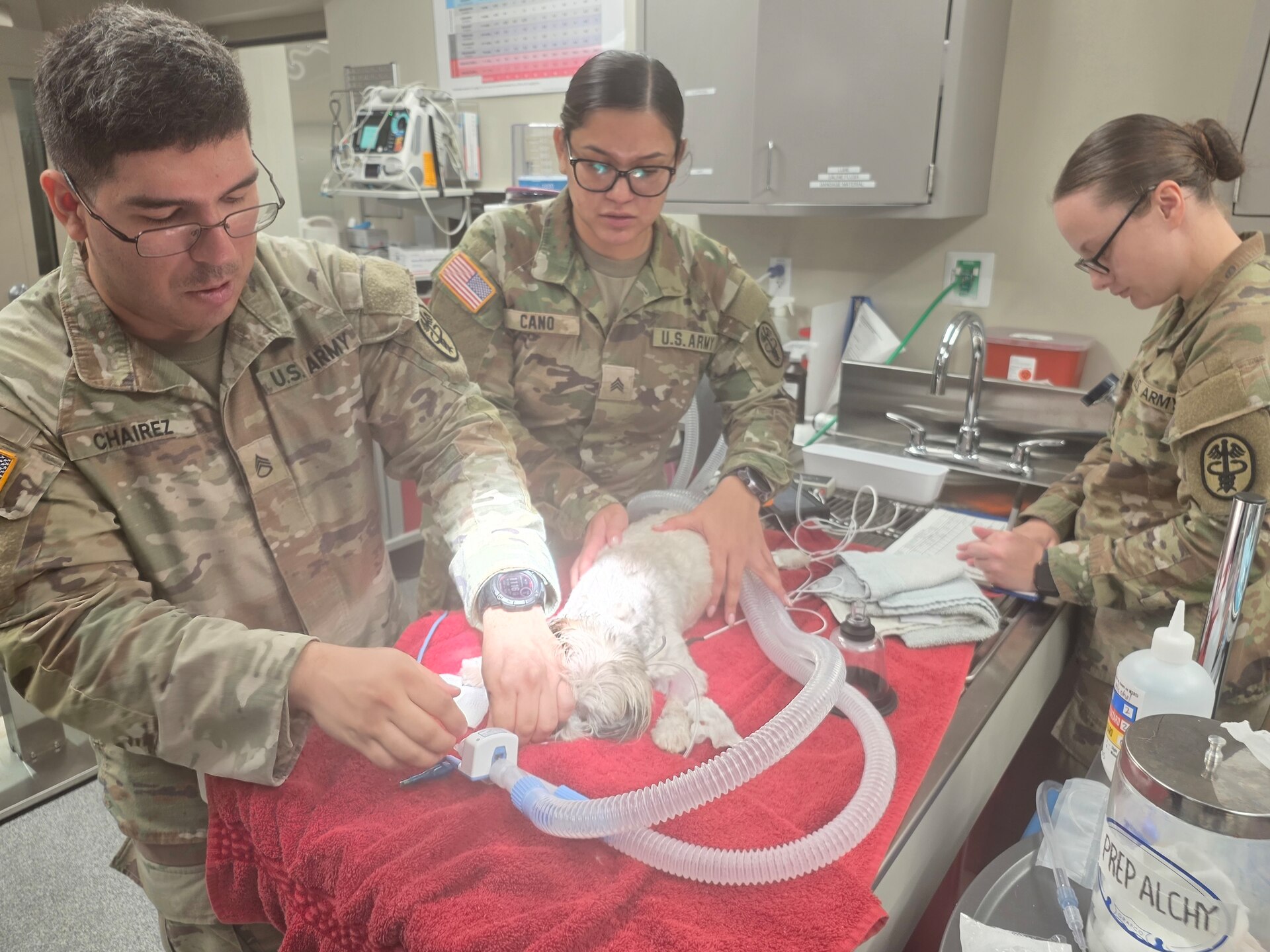 VRA, Hawaii Animal Health Branch Leads the Way with Dental Operations