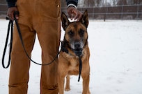 Military Working Dog Bulit holds a toy in his mouth and poses in the snow.