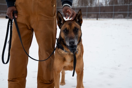 Military Working Dog Bulit holds a toy in his mouth and poses in the snow.