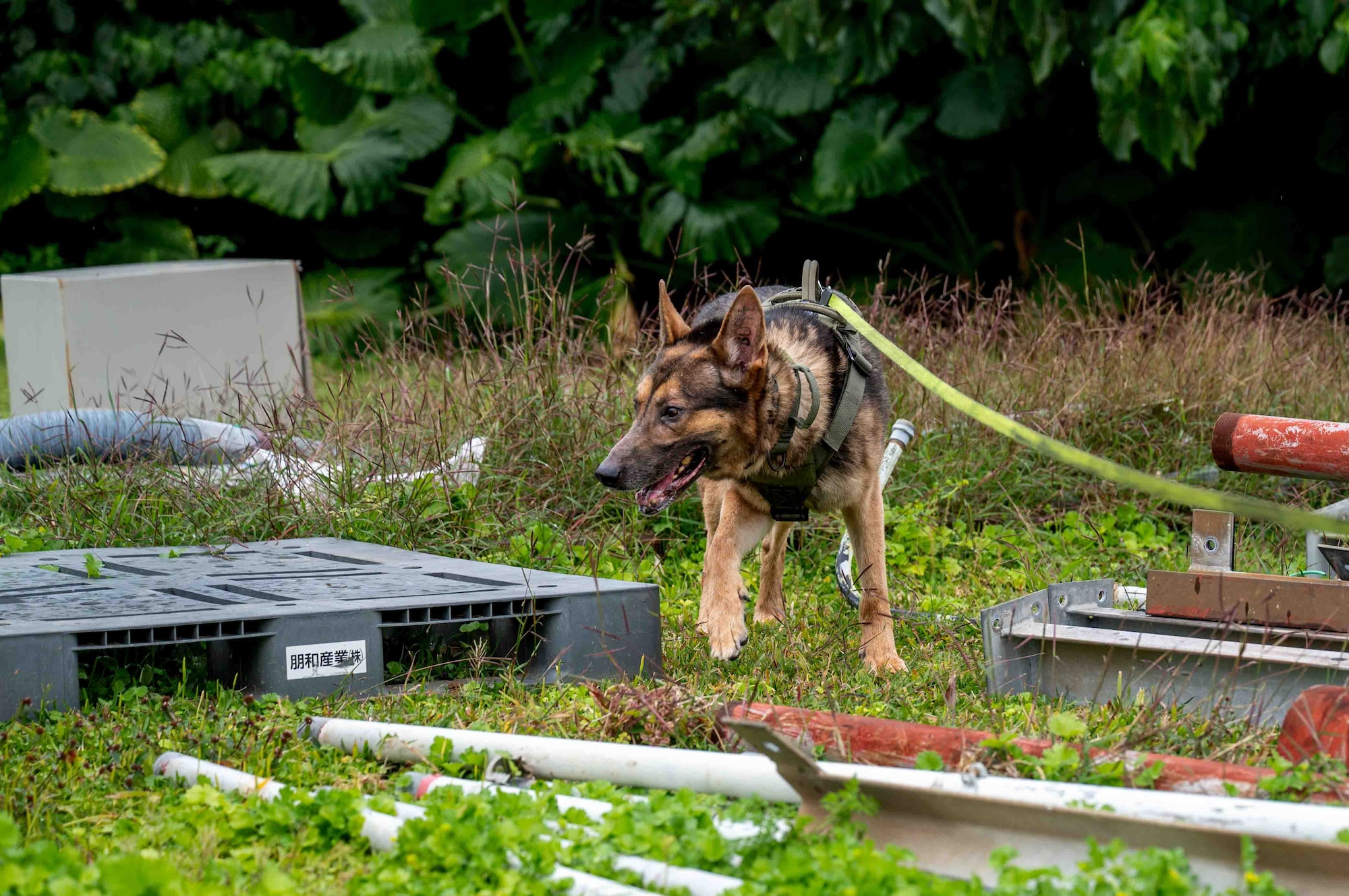 Airman and military working dog patrol areas for simulated UXO.