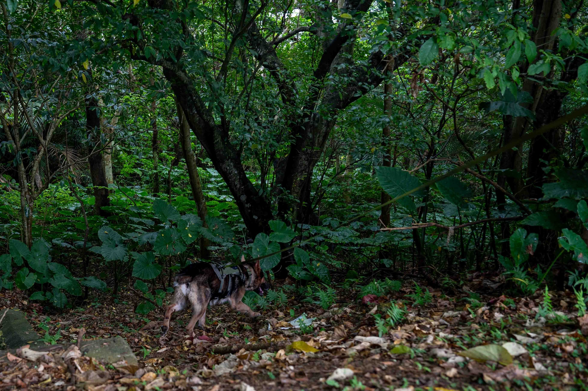 Airman and military working dog patrol areas for simulated UXO.