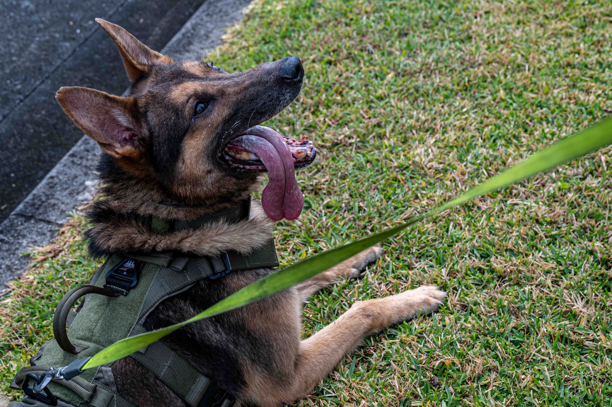 Airman and military working dog patrol areas for simulated UXO.