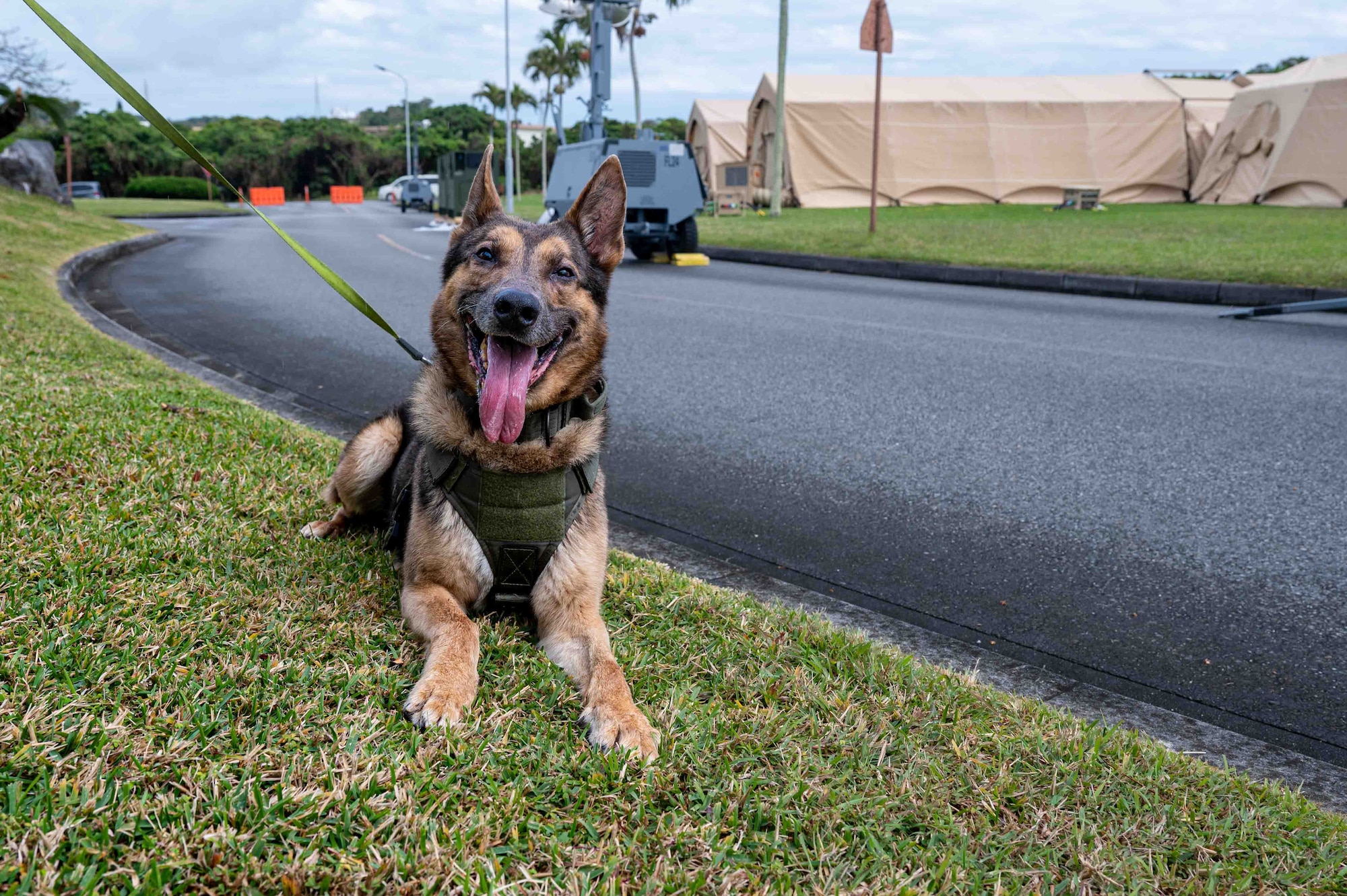 Airman and military working dog patrol areas for simulated UXO.