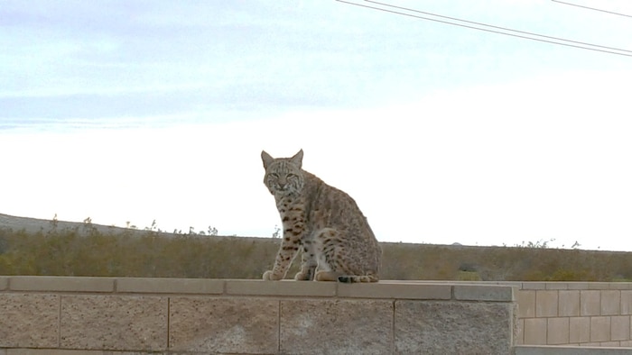 As the seasons change, we are seeing an increase in bobcat sightings across the installation.  It’s a powerful reminder that we share our environment with a variety of wild animals.  By understanding their needs and behaviors, we give them the space and respect they deserve while keeping our community safe. (Courtesy photo)