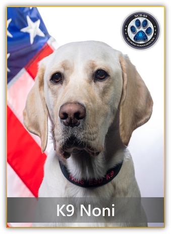Naval Criminal Investigative Service K-9 Noni poses for her official photo.