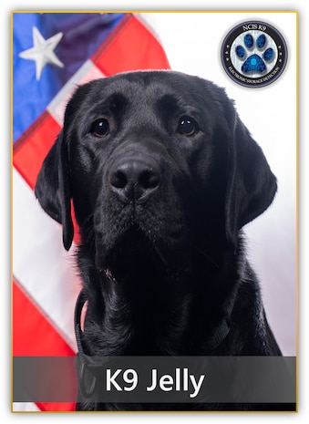 Black Lab dog sits in front of a flag Naval Criminal Investigative Service K-9 Jelly