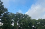 Migrate birds fly of base housing on Joint Base San Antonio-Randolph