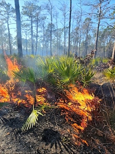 Underbrush is on fire.