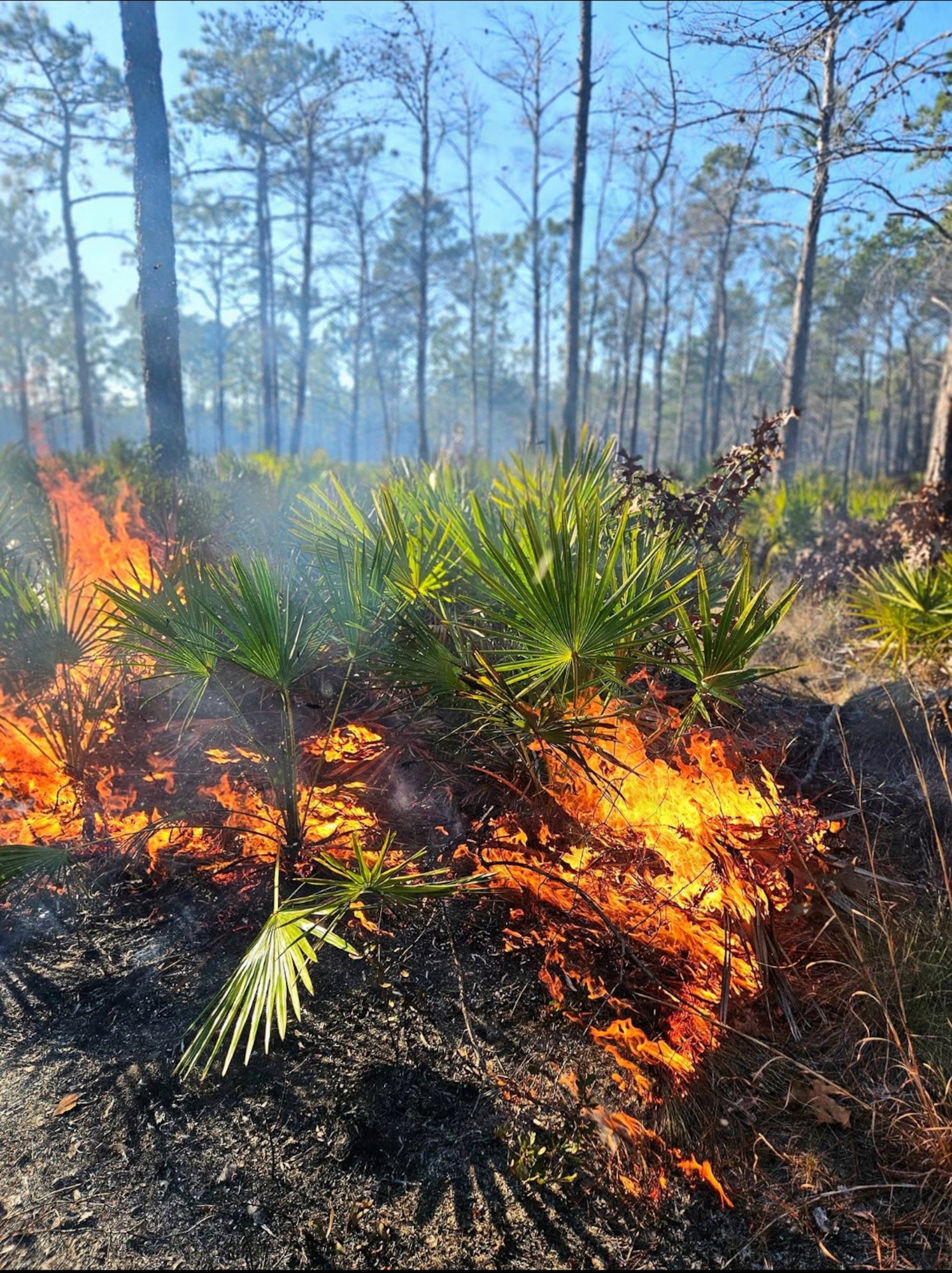 Underbrush is on fire.