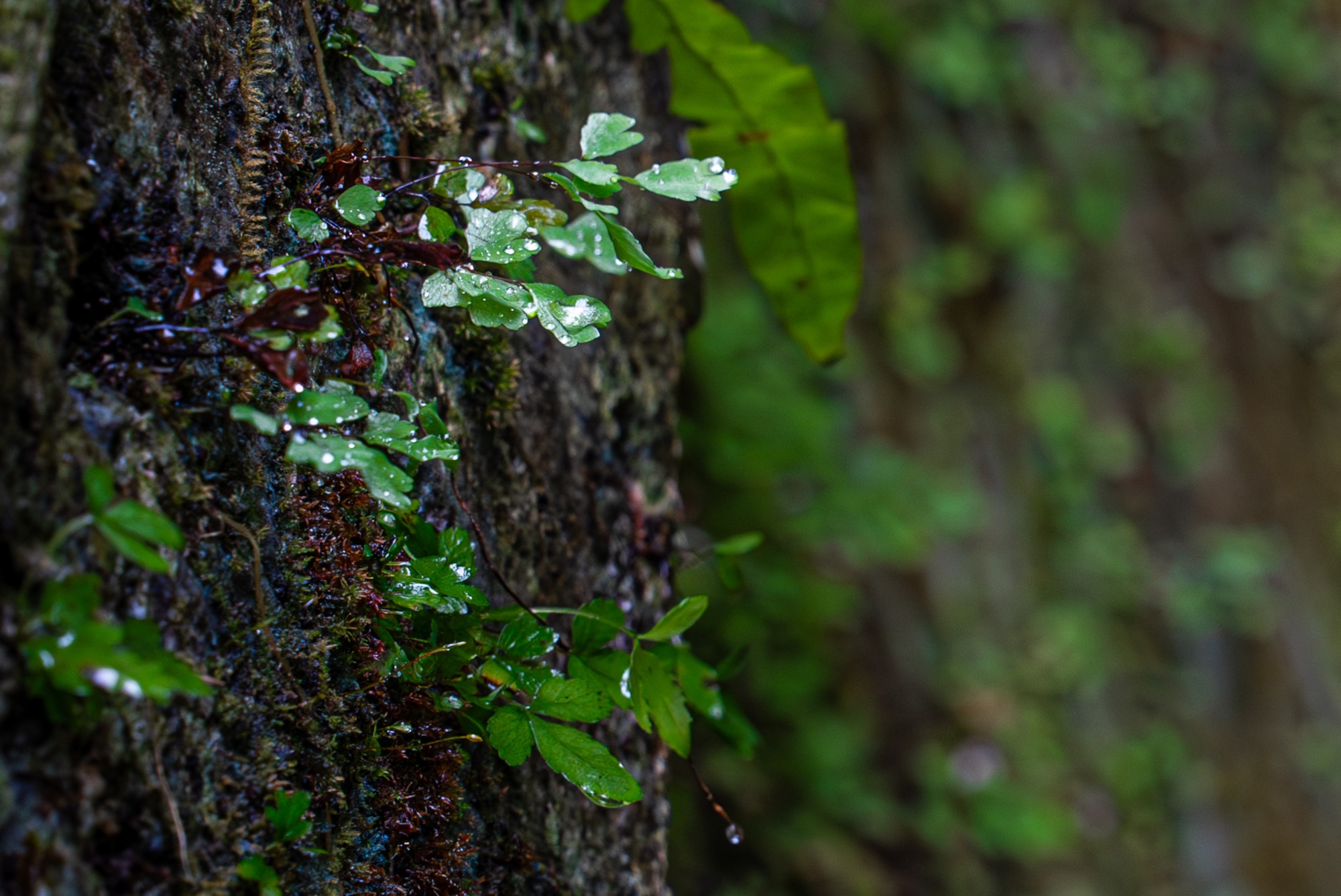 Vegetation grows along the wall of an ancestral tomb t within the 18th Munitions Squadron munitions storage area at Kadena Air Base, Japan, March 25, 2026.