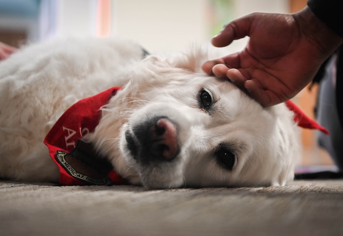 Therapy dog, Izy, lays down while receiving pets during a visit to the 55th Medical Group's Ehrling Bergquist clinic in Bellevue, Neb., Jan. 9, 2026. Izy's handler and owner, Sharon Hall, visits different medical facilities to volunteer and provide support to patients, medical staff, and visitors. (U.S. Air Force by Daniel Martinez)