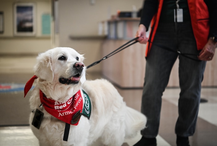 Therapy dog, Izy, stands with Sharon Hall, American Red Cross volunteer, therapy dog handler and Izy's owner, during a visit to the 55th Medical Group's Ehrling Bergquist clinic in Bellevue, Neb., Jan. 9, 2026. Izy must be certified every two years to maintain her status as a therapy dog. (U.S. Air Force photo by Daniel Martinez)
