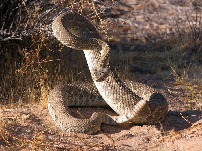 A snake prepares to strike near a bush. Base residents, workers and students are instructed to move away from any snake they encounter on base and call for professional removal. They should not attempt to capture, harass or kill it. (Courtesy Photo)