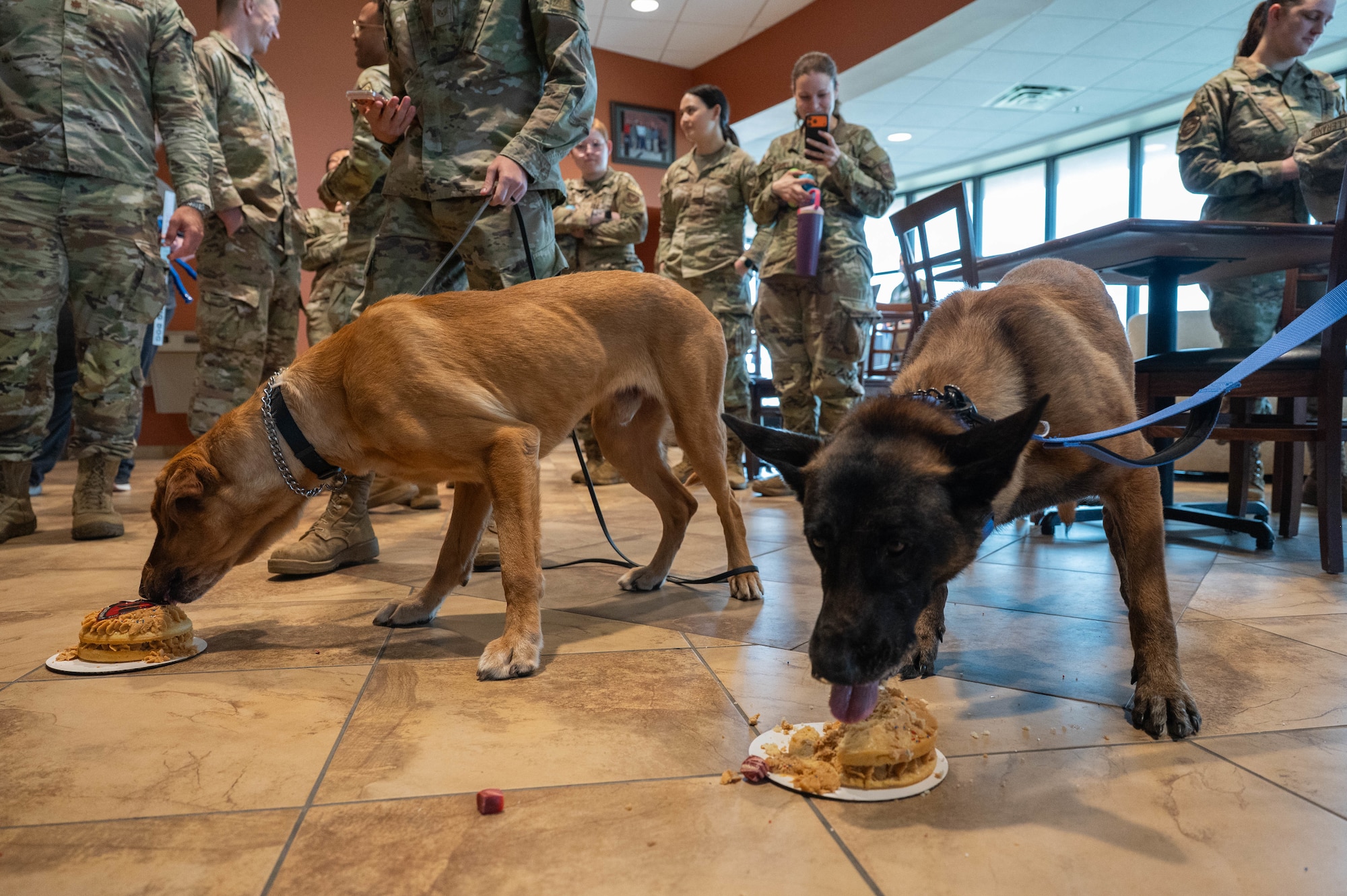 U.S. Air Force military working dogs Baker and Dduco eat a dog-friendly cake during their retirement ceremony at Dyess Air Force Base, Texas, April 29, 2026. The 7th Security Forces Squadron held the ceremony to mark the dogs' transition from active-duty service. (U.S. Air Force photo by Airman 1st Class William Neal)