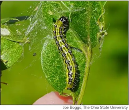 Lime-green body with thick black stripes, white spots, and a shiny black head.