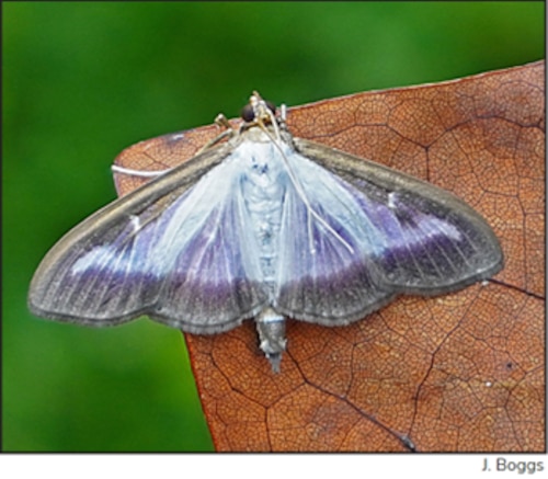 White wings outlined with a distinctive, thick brown border.