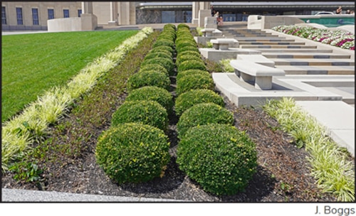 Healthy/unaffected boxwood shrubs in landscape