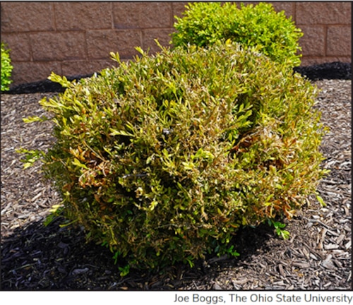 Boxwood shrub showing signs of infestation.