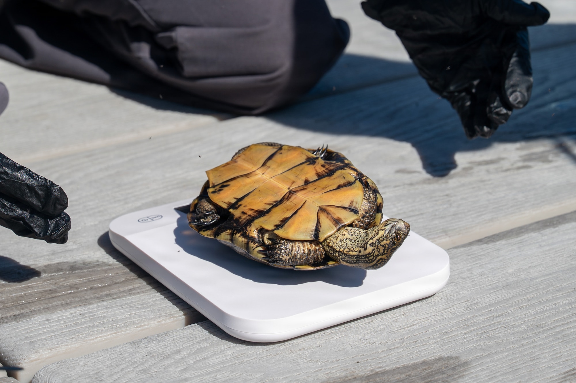 Turtle on a scale.
