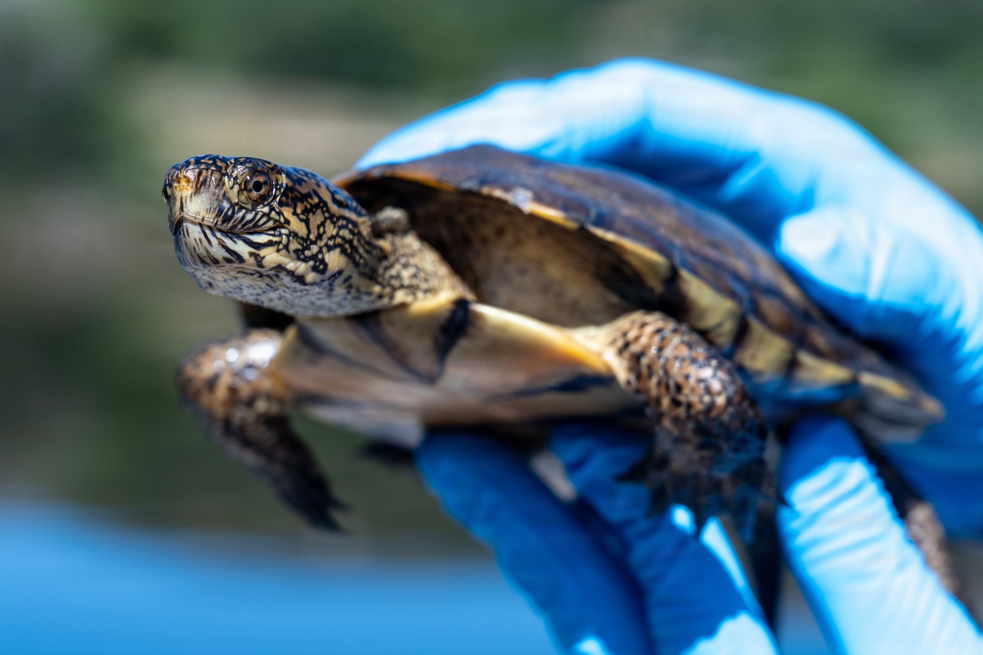 Hands holding a turtle.