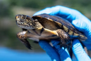 Hands holding a turtle.