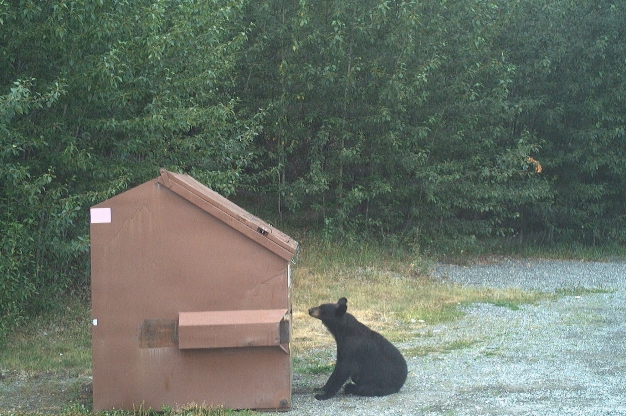 A bear looks at a wildlife-resistant dumpster at Joint Base Elmendorf-Richardson, Alaska. JBER is transitioning to wildlife-resistant steel-lidded dumpsters across the installation to help reduce wildlife access to food waste and improve installation safety.