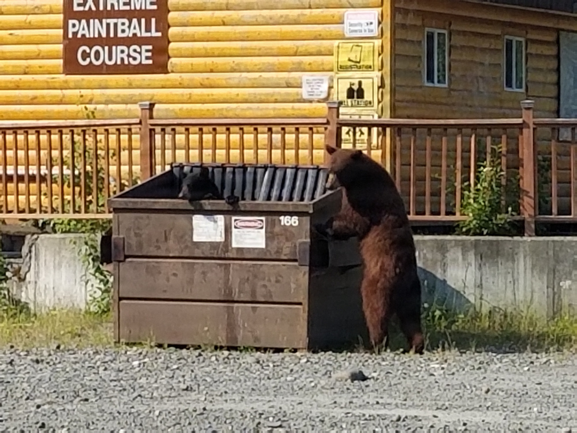 A bear searches through an unsecured plastic-lidded dumpster at Joint Base Elmendorf-Richardson, Alaska. JBER is replacing approximately 400 plastic-lidded dumpsters with wildlife-resistant steel lids to help reduce human-wildlife interaction, improve installation safety and limit wildlife access to food waste.