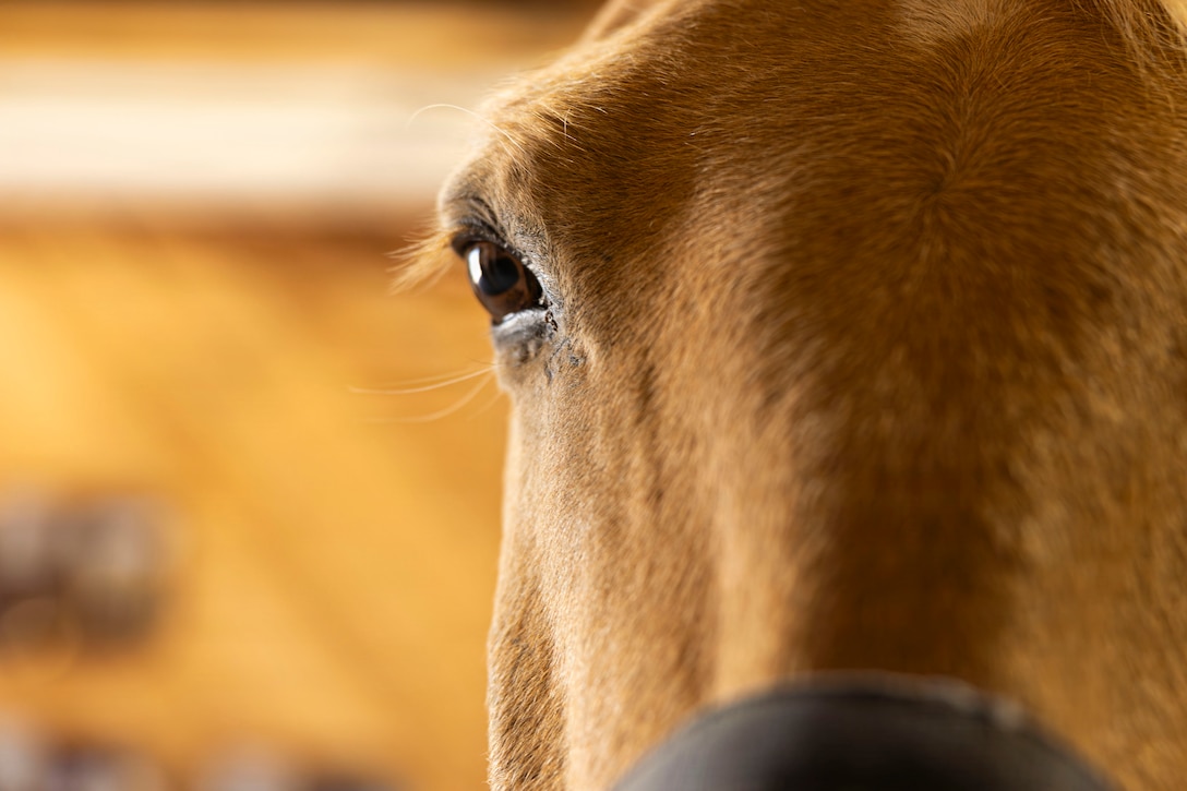 Sunny, a horse with the U.S. Marine Corps Mounted Color Guard, poses for a photo at Marine Corps Logistics Base Barstow, Calif., April 29, 2026. The Marine Corps Mounted Color Guard, the only remaining Marine Corps equestrian unit, is stationed at MCLB Barstow, where it trains and cares for its horses while supporting ceremonies and public events. (U.S. Marine Corps photo by Sgt. Davin Tenbusch)