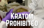 A graphic overlay of a an image of Kratom from the University of Florida College of Pharmacy.