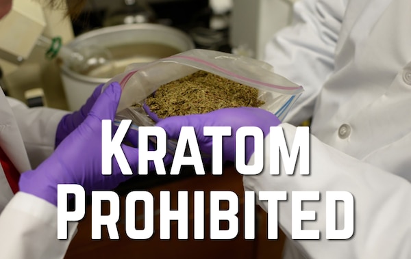 A graphic overlay of a an image of Kratom from the University of Florida College of Pharmacy.