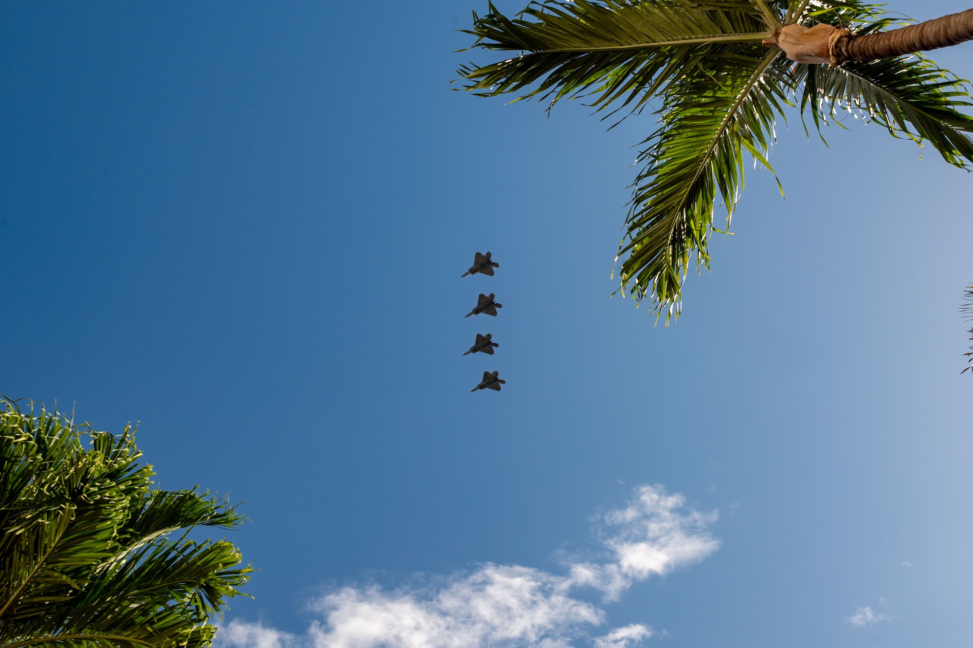 Viewed from the ground, four F-22 Raptor fighter jets fly in a tight, vertical formation against a deep blue sky. The scene is framed by the green fronds of palm trees in the corners of the image.