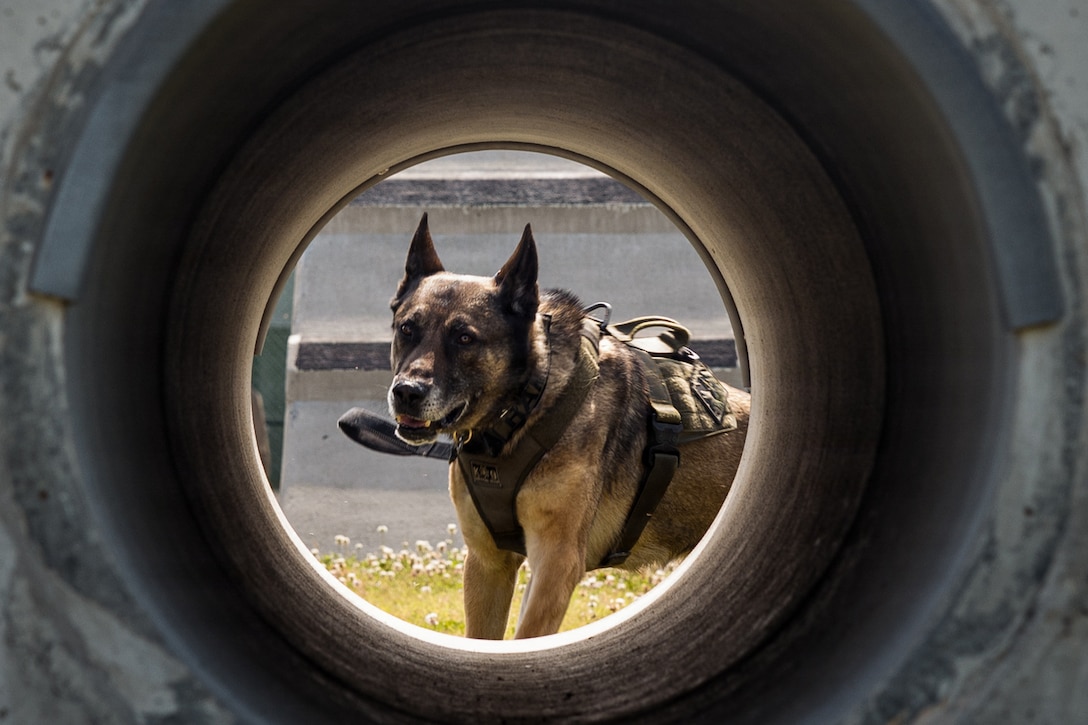 A military working dog with the Provost Marshal Office, Headquarters and Headquarters Squadron (HHS), Marine Corps Air Station Iwakuni, prepares to navigate an obstacle during a K-9 training event at MCAS Iwakuni, Japan, May 13, 2026. Obstacle course training is designed to instill confidence in MWDs while also maintaining mission readiness. (U.S. Marine Corps photo by Cpl. Sarah Grawcock)