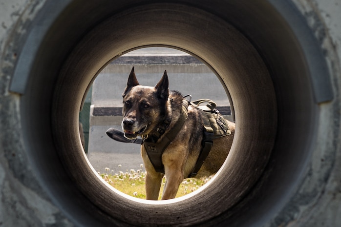 Photo by Cpl. Sarah Grawcock