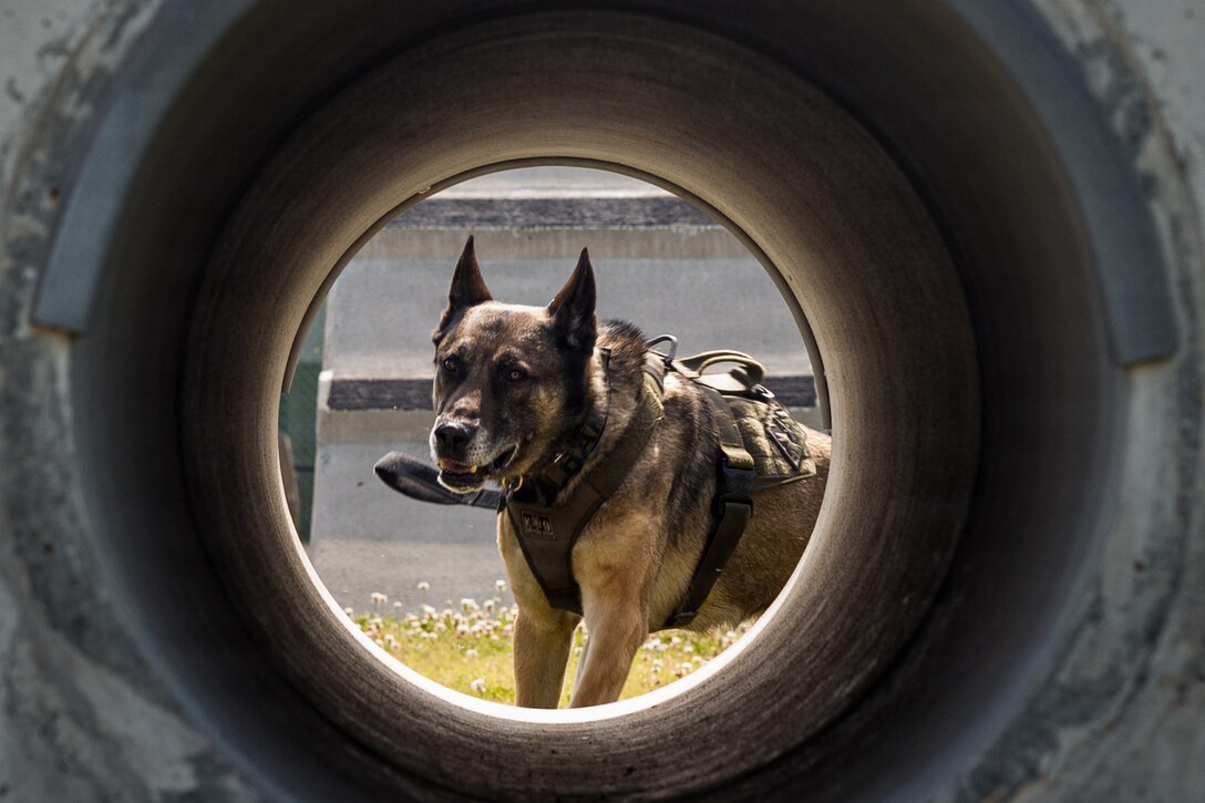 A military working dog with the Provost Marshal Office, Headquarters and Headquarters Squadron (HHS), Marine Corps Air Station Iwakuni, prepares to navigate an obstacle during a K-9 training event at MCAS Iwakuni, Japan, May 13, 2026. Obstacle course training is designed to instill confidence in MWDs while also maintaining mission readiness. (U.S. Marine Corps photo by Cpl. Sarah Grawcock)